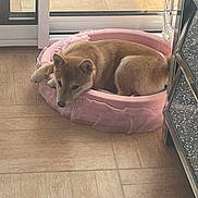 Yuta a rejoint le concours — aidez-le/la à gagner de superbes lots ! abyssinian, animal, calf, canine, cat, cattle, chihuahua, cow, den, dog, dogbed, fox, hound, husky, indoors, interiordesign, kitfox, livestock, pet, puppy