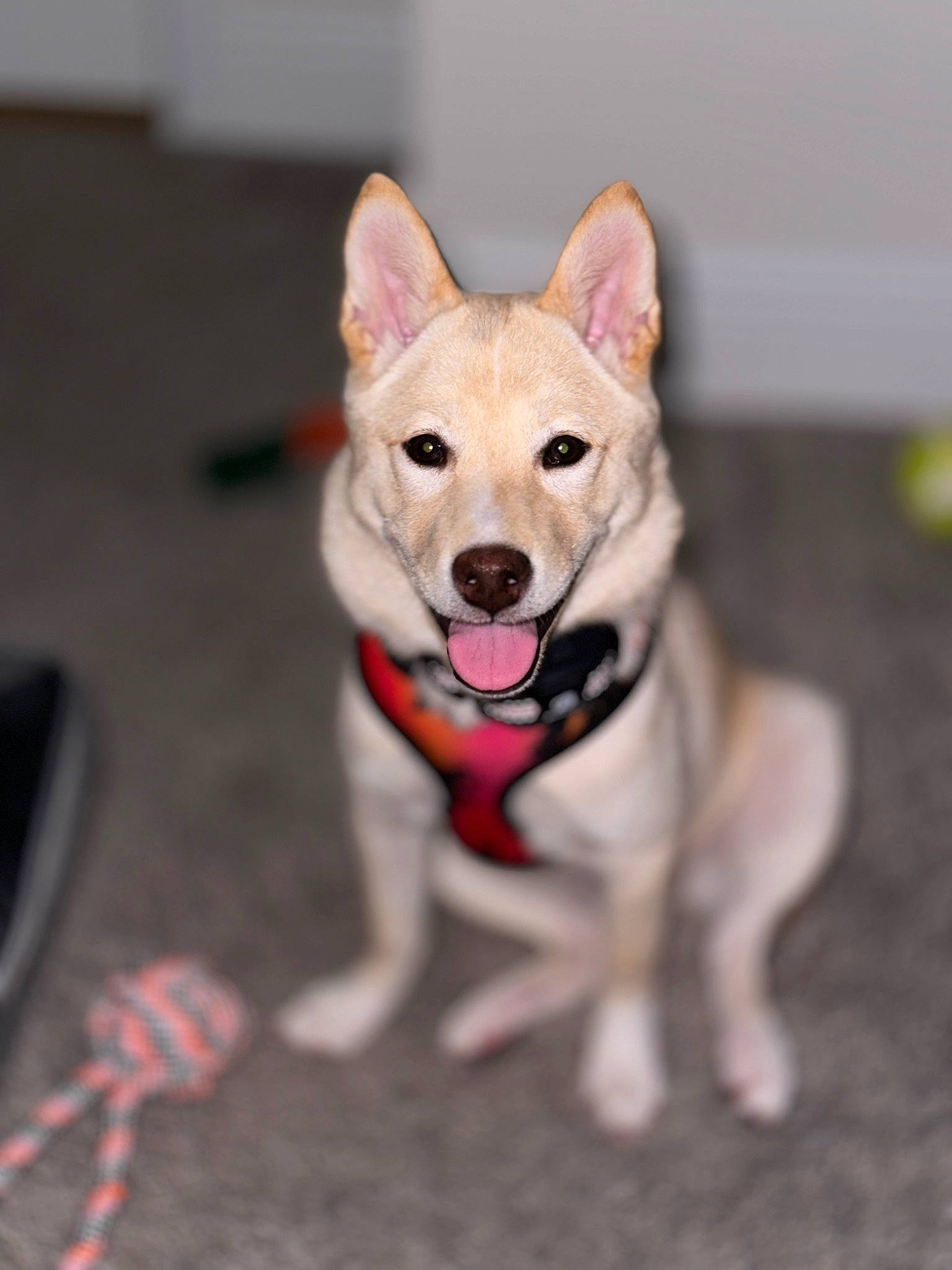 Mochi joined the competition — help win amazing prizes! ancient_dog_breeds, canidae, carnivore, collar, companion_dog, dog, dog_breed, dog_clothes, dog_collar, dog_supply, fawn, fur, herding_dog, leash, paw, snout, sporting_group, tail, whiskers, working_dog