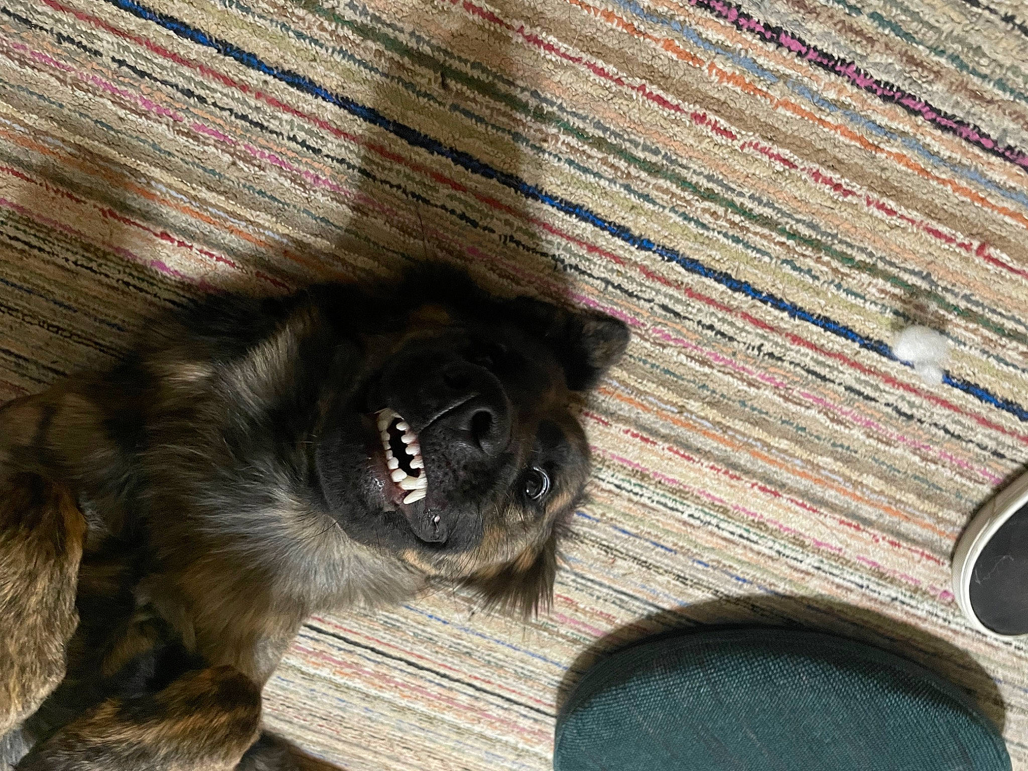 Tesla is registered to the contest to win money with this photo: brick, brickwork, canidae, carnivore, companion_dog, dog_breed, fawn, felidae, flooring, fur, grey, hardwood, liver, paw, small_to_medium_sized_cats, tail, toy_dog, whiskers, wood, working_animal