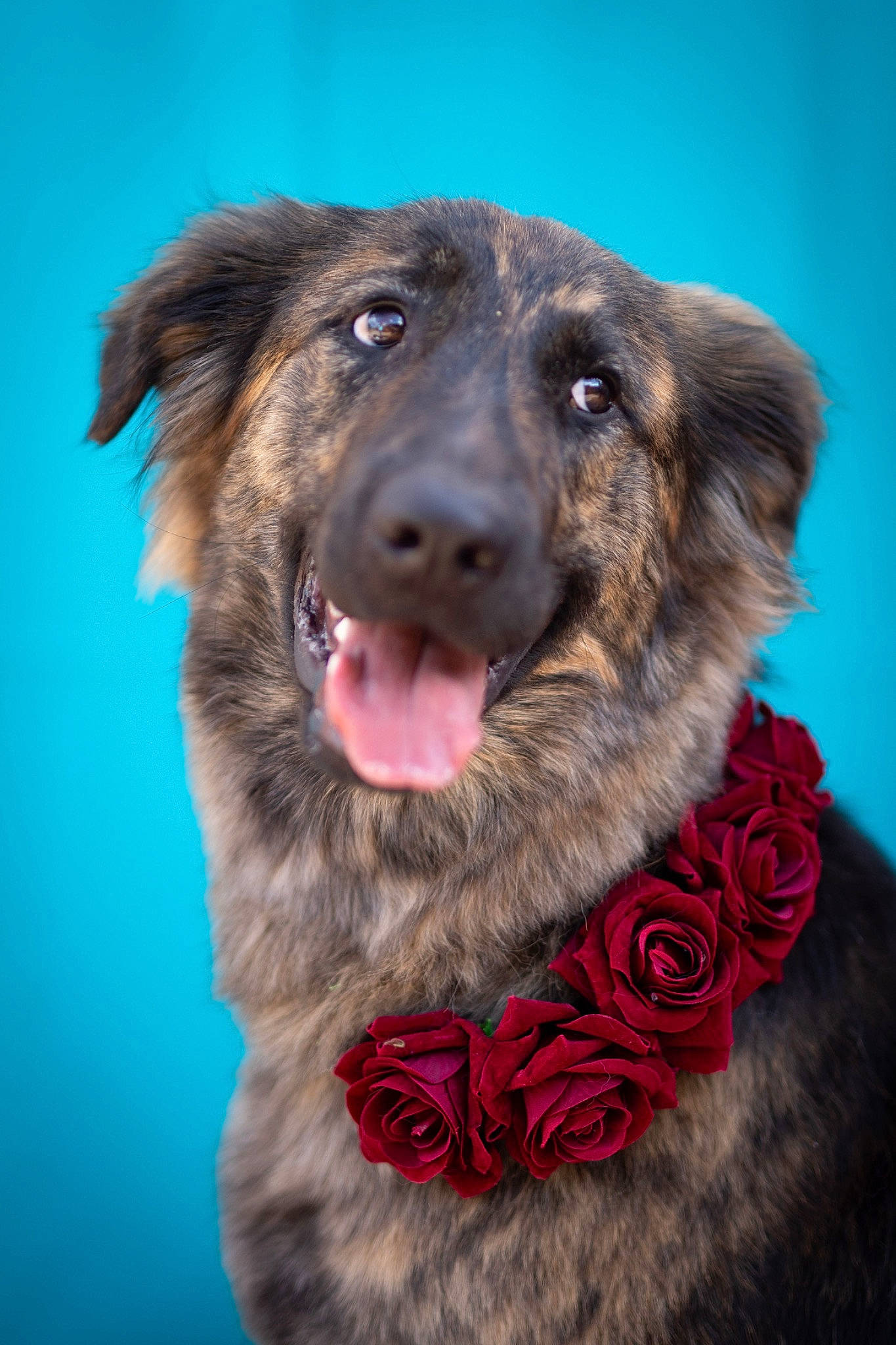 Tesla joined the competition — help win amazing prizes! ancient_dog_breeds, canidae, carnivore, collar, companion_dog, dog, dog_breed, dog_collar, fur, liver, snout, sporting_group, terrestrial_animal, whiskers, working_animal, working_dog