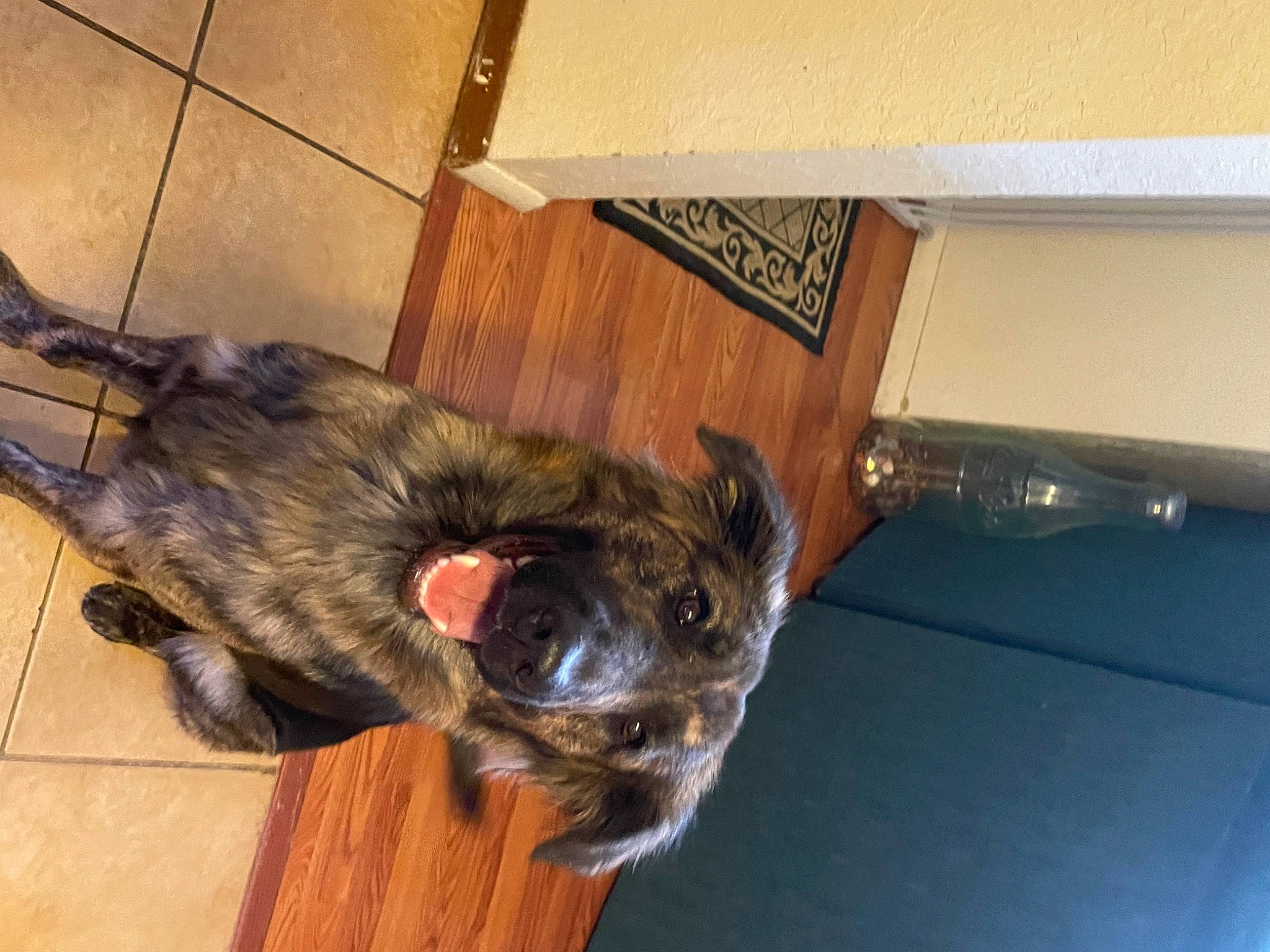 Tesla is registered to the contest to win money with this photo: canidae, carnivore, claw, companion_dog, dog, dog_breed, ear, flooring, fur, hardwood, liver, natural_material, snout, sporting_group, tail, wood, working_animal