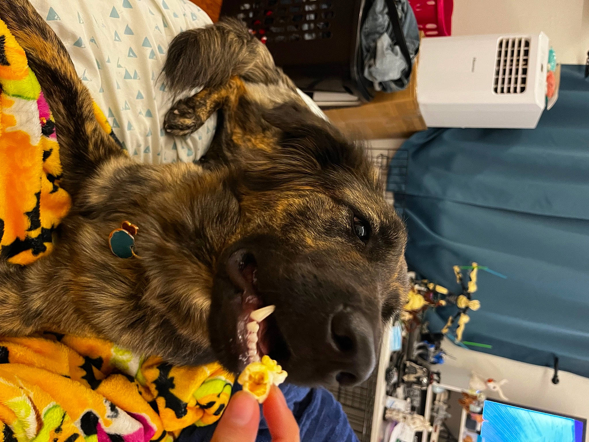 Tesla is registered to the contest to win money with this photo: canidae, carnivore, companion_dog, dog_breed, event, fawn, felidae, fun, fur, schnauzer, snout, sporting_group, toy_dog, working_animal