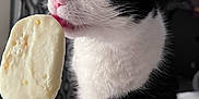 Mister is registered to the contest to win money with this photo: cat, black_and_white, licking, ice_cream, popsicle, indoor, curious, pet, animal, fur, whiskers, close_up, hand, bed, blanket, window, curtains, food, treat, cute
