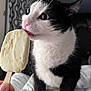 cat, black_and_white, licking, ice_cream, popsicle, indoor, curious, pet, animal, fur, whiskers, close_up, hand, bed, blanket, window, curtains, food, treat, cute