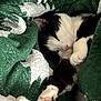 Mister is registered to the contest to win money with this photo: cat, black_and_white, paw, blanket, cozy, sleeping, resting, fur, pet, indoor, close_up, cute, relaxed, soft, comfort, whiskers, pink_nose, domestic_animal, warm, feline