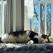 Mister joined the competition — help win amazing prizes! cat, black_and_white, indoor, carpet, sunlight, window, tree, relaxed, cozy, pet, animal, fur, laying_down, daylight, home, nature_outside, quiet, resting, whiskers, calm
