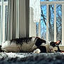cat, black_and_white, indoor, carpet, sunlight, window, tree, relaxed, cozy, pet, animal, fur, laying_down, daylight, home, nature_outside, quiet, resting, whiskers, calm