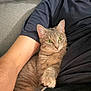 Vérone a rejoint le concours — aidez-le/la à gagner de superbes lots ! tabby_cat, cat, pet, indoor, person, arm, shirt, couch, furniture, resting, cozy, fur, whiskers, paw, green_eyes, domestic_cat, relaxed, companion, curious, home