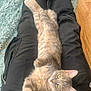 cat, tabby_cat, pet, animal, relaxing, stretching, lap, person, black_pants, socks, floor, wood_floor, rug, cozy, indoor, cute, feline, whiskers, ears, paws