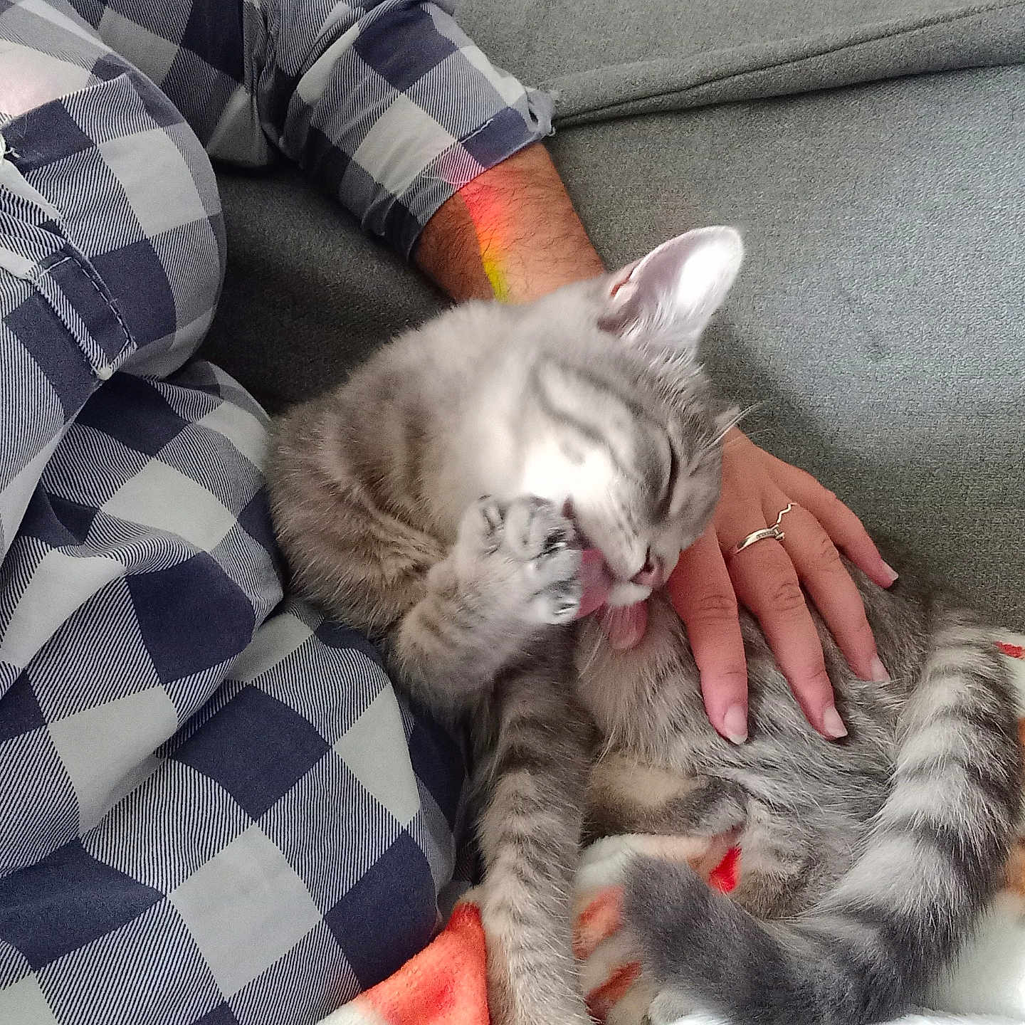 Vérone a rejoint le concours — aidez-le/la à gagner de superbes lots ! blanket, cat, checkered, comfort, couch, domestic, furniture, gray_cat, grooming, hand, indoor, paw, person, pet, relaxing, resting, shirt, striped, tail, tongue