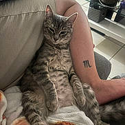 Vérone a rejoint le concours — aidez-le/la à gagner de superbes lots ! cat, tabby_cat, pet, indoor, relaxed, person, arm, tattoo, blanket, furniture, couch, floor, tile_floor, resting, cozy, domestic, animal, fur, whiskers, paw