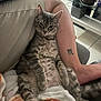 cat, tabby_cat, pet, indoor, relaxed, person, arm, tattoo, blanket, furniture, couch, floor, tile_floor, resting, cozy, domestic, animal, fur, whiskers, paw