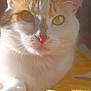 Lollipop a rejoint le concours — aidez-le/la à gagner de superbes lots ! cat, close_up, white, orange, pet, animal, feline, whiskers, ears, eyes, nose, paw, quilt, yellow, sunlight, shadow, indoor, relaxed, fur, portrait