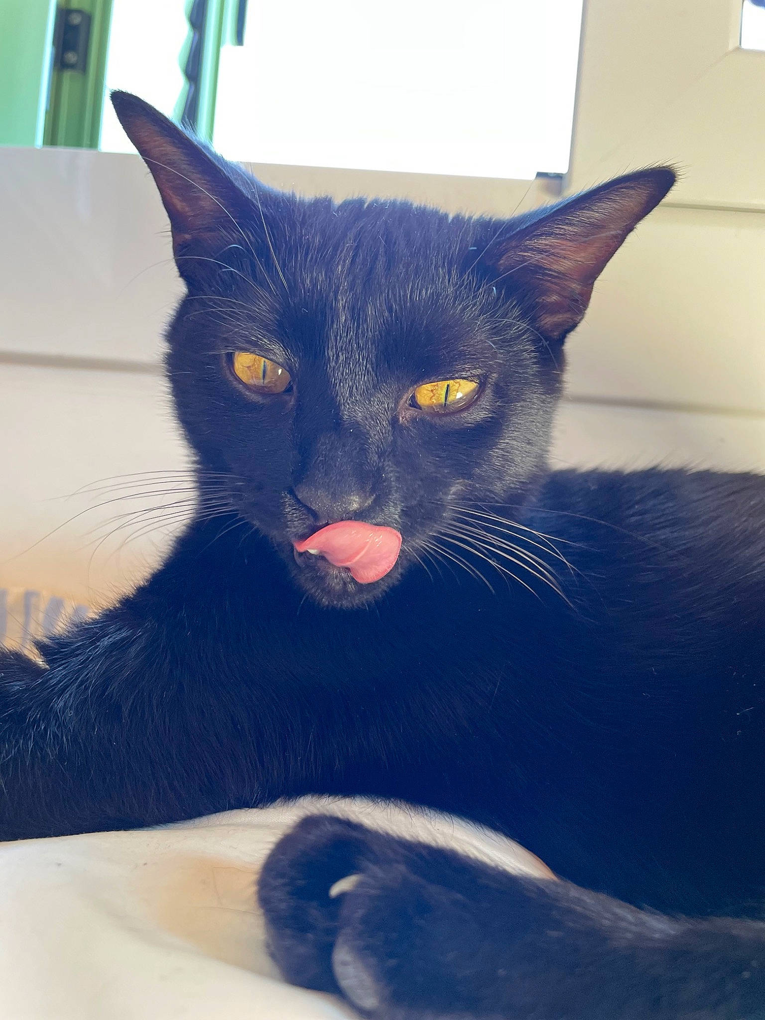 Anubis participe au concours pour gagner de l'argent avec cette photo : black_cat, carnivore, cat, cat_furniture, claw, comfort, domestic_short_haired_cat, electric_blue, felidae, fur, iris, paw, sitting, small_to_medium_sized_cats, snout, tail, terrestrial_animal, whiskers, window