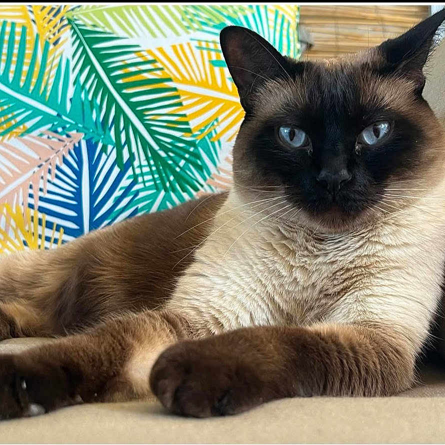 Sayler is registered to the contest to win money with this photo: animal, blue_eyes, cat, close_up, colorful, comfortable, couch, cushion, feline, fur, home, indoor, pattern, paws, pet, portrait, relaxed, resting, siamese_cat, whiskers