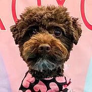 Romeo is registered to the contest to win money with this photo: dog, pet, curly_hair, close_up, portrait, brown, black, pink, hearts, clothing, cute, animal, fur, face, eyes, muzzle, indoor, soft_light, background_blur, adorable