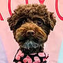 dog, pet, curly_hair, close_up, portrait, brown, black, pink, hearts, clothing, cute, animal, fur, face, eyes, muzzle, indoor, soft_light, background_blur, adorable