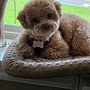 Violet is registered to the contest to win money with this photo: dog, pet_bed, window, pampas_grass, vase, indoor, curly_hair, brown_dog, soft_texture, greenery, road, cushion, resting, cute, animal, fluffy, relaxed, looking, cozy, natural_light