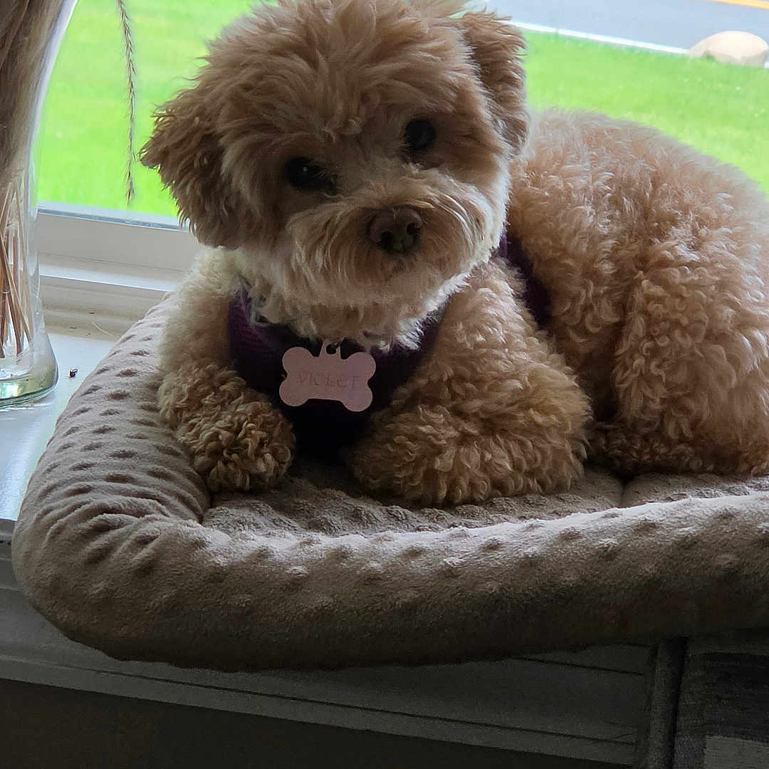 Violet is registered to the contest to win money with this photo: dog, pet_bed, window, pampas_grass, vase, indoor, curly_hair, brown_dog, soft_texture, greenery, road, cushion, resting, cute, animal, fluffy, relaxed, looking, cozy, natural_light