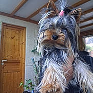 Angie a rejoint le concours — aidez-le/la à gagner de superbes lots ! dog, yorkshire_terrier, small_dog, pet, puppy, long_hair, gray_fur, tan_fur, pink_hair_tie, topknot, fluffy, portrait, being_held, indoor, home, wooden_door, ceiling_beams, houseplant, close_up, cute