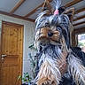 dog, yorkshire_terrier, small_dog, pet, puppy, long_hair, gray_fur, tan_fur, pink_hair_tie, topknot, fluffy, portrait, being_held, indoor, home, wooden_door, ceiling_beams, houseplant, close_up, cute