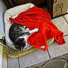 Alma a rejoint le concours — aidez-le/la à gagner de superbes lots ! cat, tabby_cat, pet_bed, blanket, red_blanket, cardboard_box, cat_illustration, tile_floor, indoor, sleeping, cozy, feline, resting, domestic_animal, fur, paw, quiet, comfort, relaxation, home