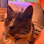 Biscuit joined the competition — help win amazing prizes! cat, gray_cat, white_fur, yellow_collar, tongue_out, indoor, television, football_game, person, casual_clothes, cozy, living_room, closeup, pet, animal, whiskers, ears, face, fur, relaxing