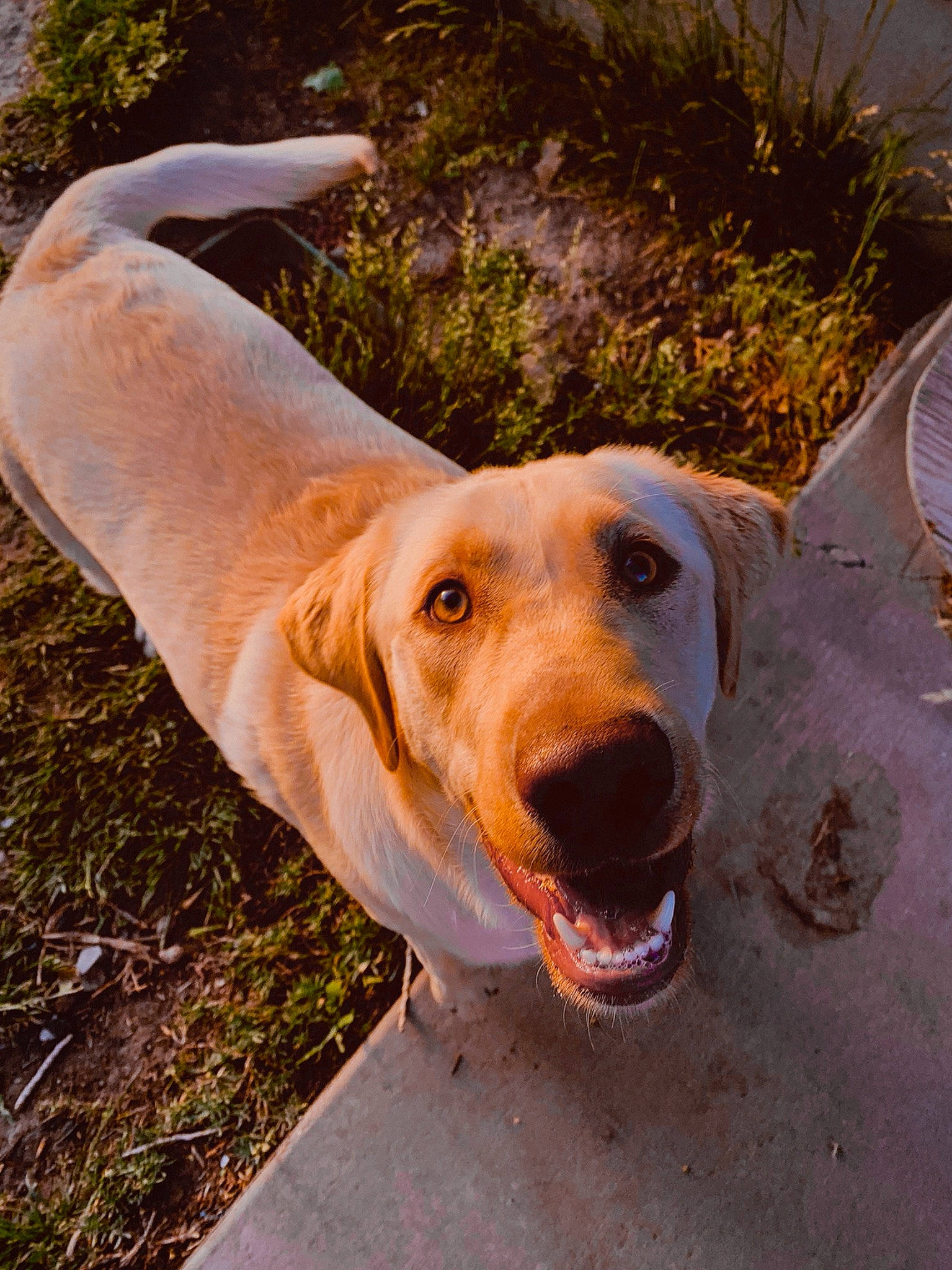 Sunny is registered to the contest to win money with this photo: broholmer, canidae, carnivore, dog, dog_breed, fawn, hunting_dog, labrador_retriever, mammal, snout, sporting_group, vertebrate, weimaraner