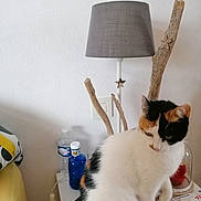 Capucine participe au concours pour gagner de l'argent avec cette photo : cat, calico_cat, lamp, table, bottle, water_bottle, bedside, indoor, pet, fur, whiskers, curious, animal, furniture, white_wall, household, domestic, relaxed, tail, ears