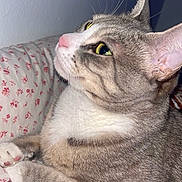 Shilah joined the competition — help win amazing prizes! cat, tabby_cat, pet, feline, close_up, portrait, bed, bedding, floral_pattern, paws, whiskers, ears, pink_nose, yellow_eyes, striped_fur, indoor, resting, cozy, cute, sleeping_position