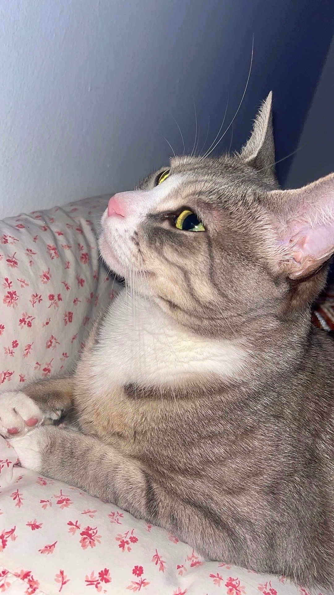 Shilah joined the competition — help win amazing prizes! cat, tabby_cat, pet, feline, close_up, portrait, bed, bedding, floral_pattern, paws, whiskers, ears, pink_nose, yellow_eyes, striped_fur, indoor, resting, cozy, cute, sleeping_position