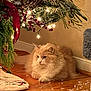 animal, cat, christmas, christmas_tree, cozy, cream_colored_cat, decorations, festive, fluffy_cat, holiday_lights, holiday_season, indoor, ornaments, pet, pine_needles, red_berries, relaxed, scattered_debris, tree_skirt, wooden_floor
