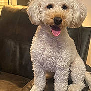 Willow joined the competition — help win amazing prizes! animal, canine, companion, curly_fur, cute, dog, domestic, friendly, fur, happy, household, indoor, leather_chair, paw, pet, portrait, sitting, smiling, tongue_out, white_dog