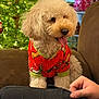 Willow is registered to the contest to win money with this photo: dog, poodle, curly_fur, pet_clothing, holiday_sweater, christmas_tree, christmas_lights, indoor, couch, hand, tongue_out, decorations, festive, happy, cozy, living_room, furniture, pet, smiling, cute