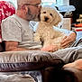 Willow is registered to the contest to win money with this photo: man, dog, indoor, couch, beard, glasses, window, blanket, red, white_dog, fluffy, pet, love, affection, casual_clothing, home, relaxing, seated, comfort, furniture