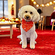 Willow is registered to the contest to win money with this photo: dog, white_dog, poodle, bandana, orange_bandana, pumpkin_pattern, red_carpet, indoor, holiday_decor, warm_lighting, blurred_background, table, chair, fur, pet, cute, sitting, cozy, festive, decorations