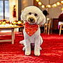 dog, white_dog, poodle, bandana, orange_bandana, pumpkin_pattern, red_carpet, indoor, holiday_decor, warm_lighting, blurred_background, table, chair, fur, pet, cute, sitting, cozy, festive, decorations