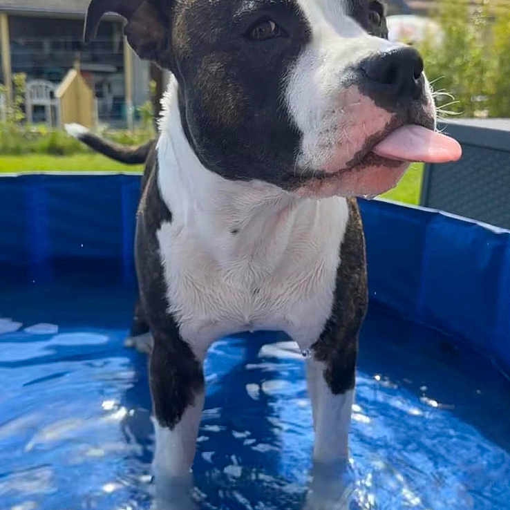 Kaylo participe au concours pour gagner de l'argent avec cette photo : animal, backyard, black, blue, canine, daylight, dog, fur, grass, happy, house, kiddie_pool, outdoor, pet, playful, summer, sunny, tongue_out, water, white