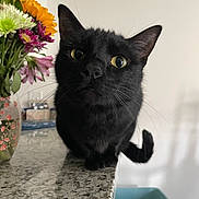 Phoebe joined the competition — help win amazing prizes! black_cat, cat, pet, curious, indoor, countertop, flowers, bouquet, yellow_eyes, whiskers, tail, close_up, feline, domestic_cat, animal, household, granite_countertop, plant, vase, background