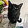 Phoebe