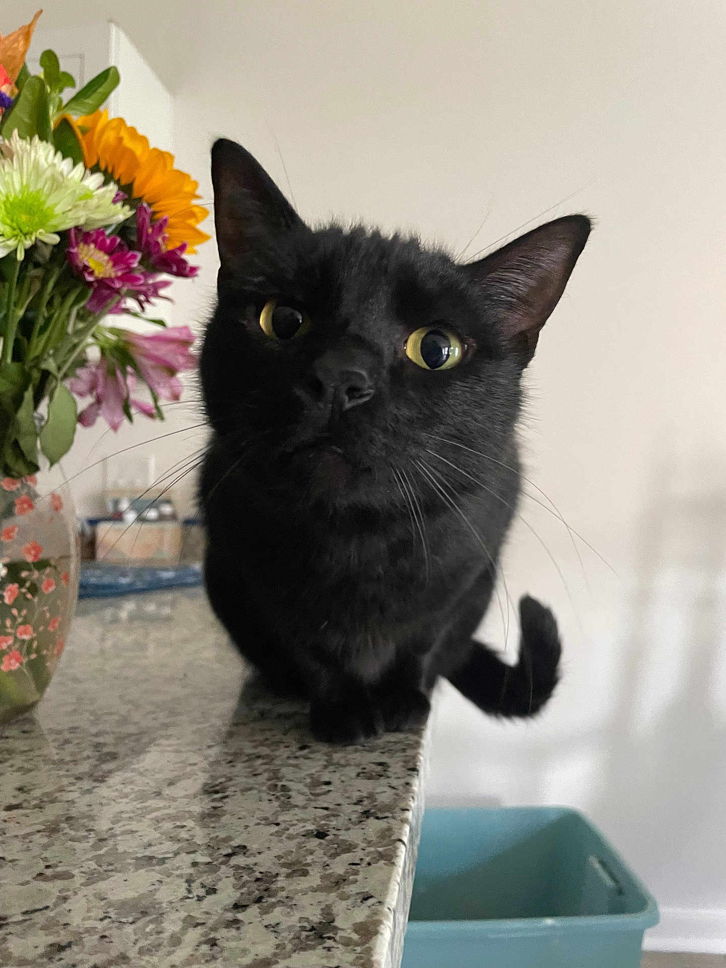 Phoebe joined the competition — help win amazing prizes! black_cat, cat, pet, curious, indoor, countertop, flowers, bouquet, yellow_eyes, whiskers, tail, close_up, feline, domestic_cat, animal, household, granite_countertop, plant, vase, background