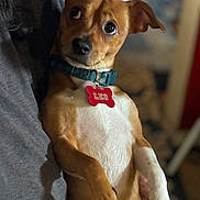 Leo is registered to the contest to win money with this photo: dog, small_dog, pet, brown_dog, white_chest, collar, id_tag, leo_tag, big_eyes, paw, sitting, being_held, indoor, couch, blanket, close_up, portrait, cute, curious_expression, fur