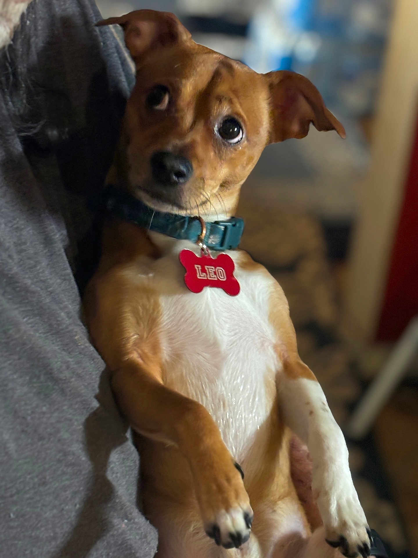 Leo is registered to the contest to win money with this photo: dog, small_dog, pet, brown_dog, white_chest, collar, id_tag, leo_tag, big_eyes, paw, sitting, being_held, indoor, couch, blanket, close_up, portrait, cute, curious_expression, fur