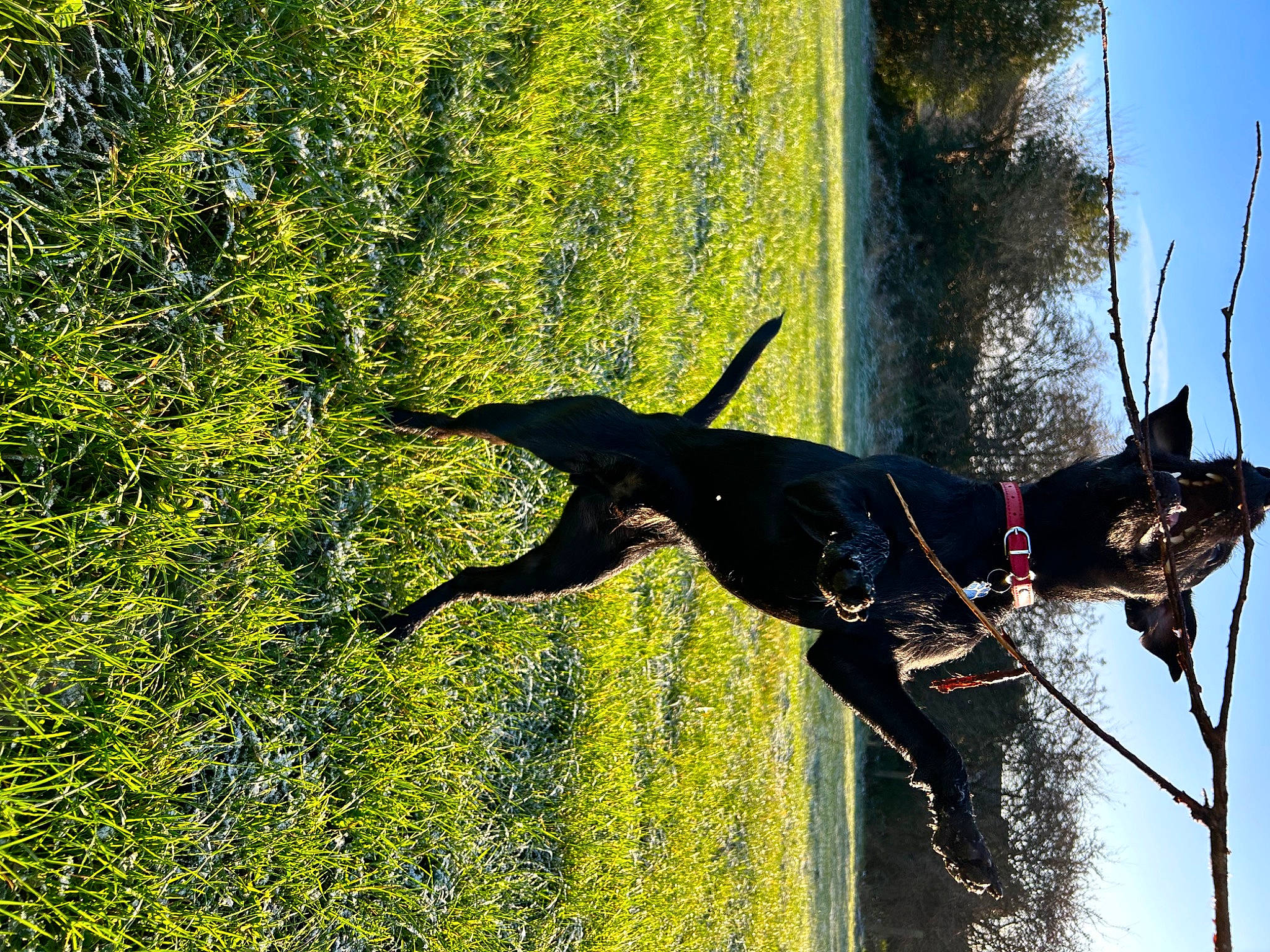 Maui joined the competition — help win amazing prizes! adventure, canidae, carnivore, collar, dog, dog_breed, dog_collar, grass, guard_dog, leash, people_in_nature, pet_supply, plant, recreation, shadow, sporting_group, tail, tree, water, window