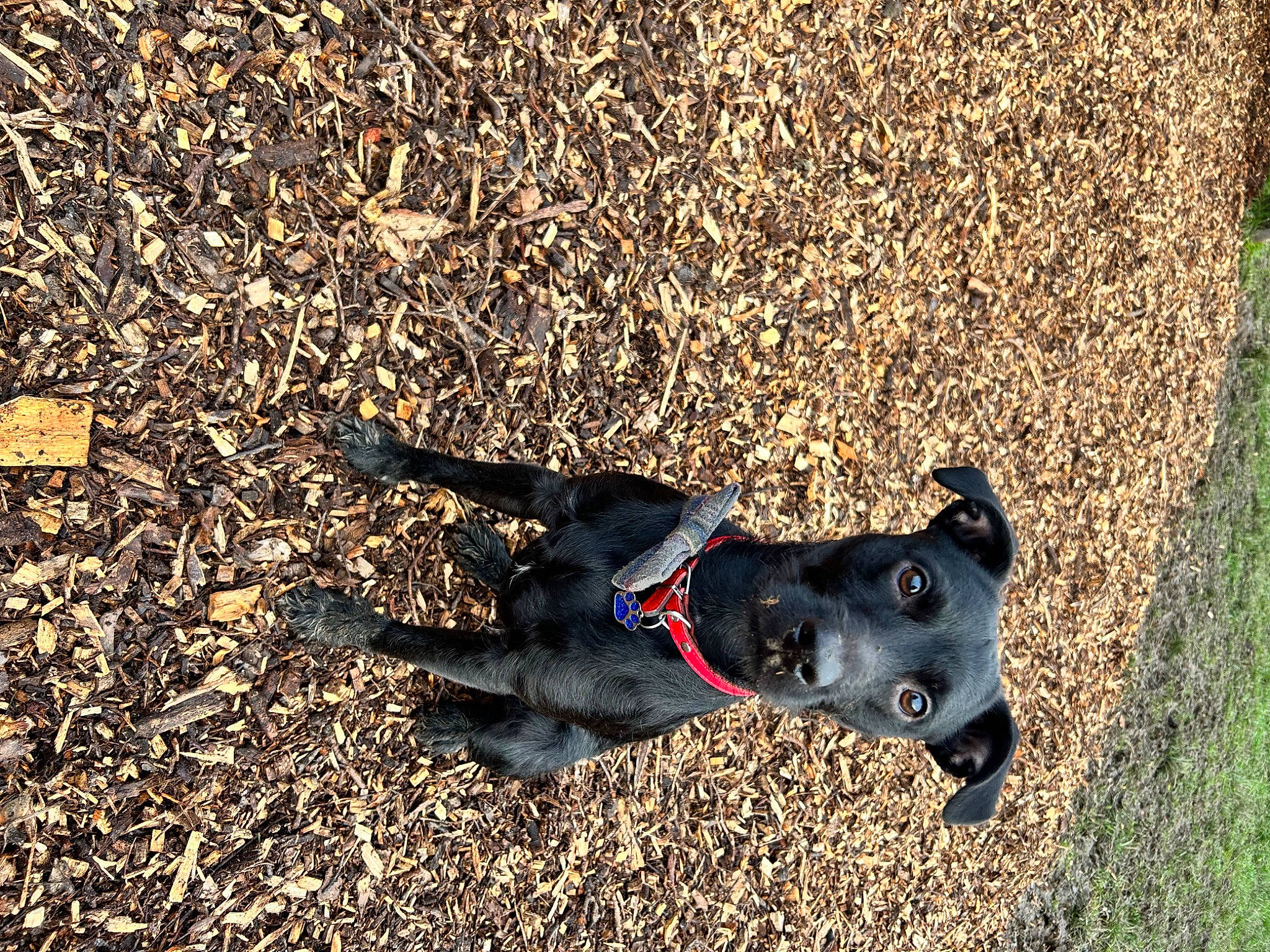 Maui joined the competition — help win amazing prizes! borador, canidae, carnivore, collar, companion_dog, dog, dog_breed, dog_collar, grass, leash, road_surface, shadow, snout, soil, sporting_group, tail, terrestrial_animal, tints_and_shades, working_animal, working_dog