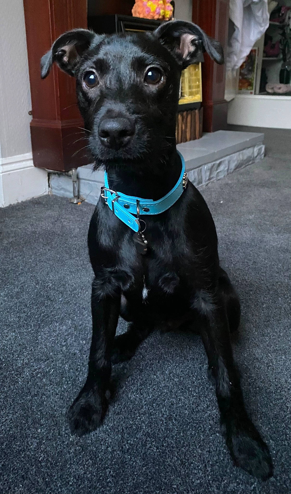 Maui is registered to the contest to win money with this photo: borador, canidae, carnivore, collar, companion_dog, dog, dog_breed, dog_collar, dog_supply, electric_blue, fawn, grey, non_sporting_group, pet_supply, snout, sporting_group, tail, terrestrial_animal, whiskers, working_animal