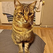 Zinou participe au concours pour gagner de l'argent avec cette photo : cat, tabby, pet, animal, indoor, curious, sitting, fur, whiskers, ears, eyes, floor, towel, radiator, curtain, bed, cozy, domestic, feline, home
