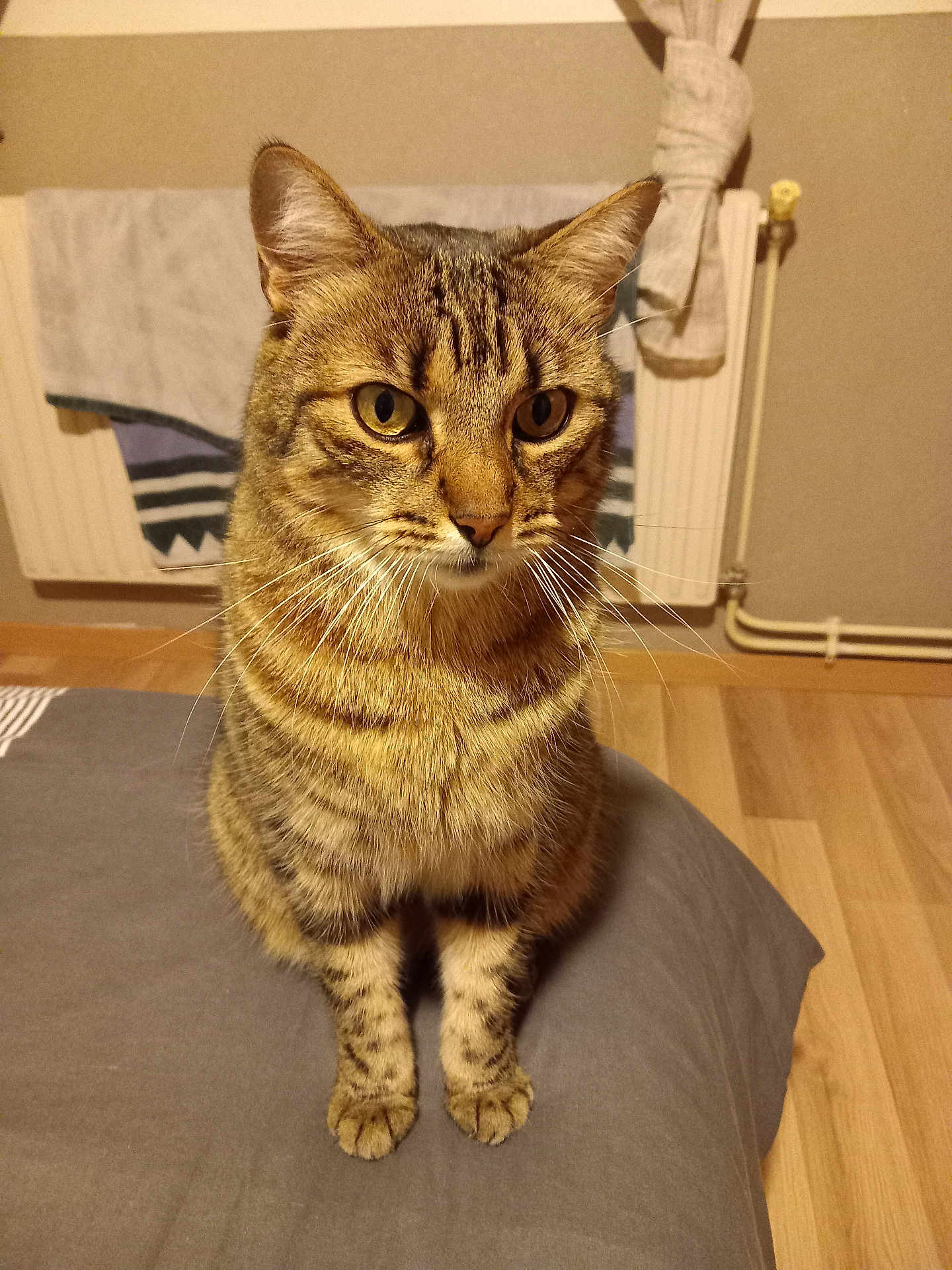 Zinou participe au concours pour gagner de l'argent avec cette photo : cat, tabby, pet, animal, indoor, curious, sitting, fur, whiskers, ears, eyes, floor, towel, radiator, curtain, bed, cozy, domestic, feline, home