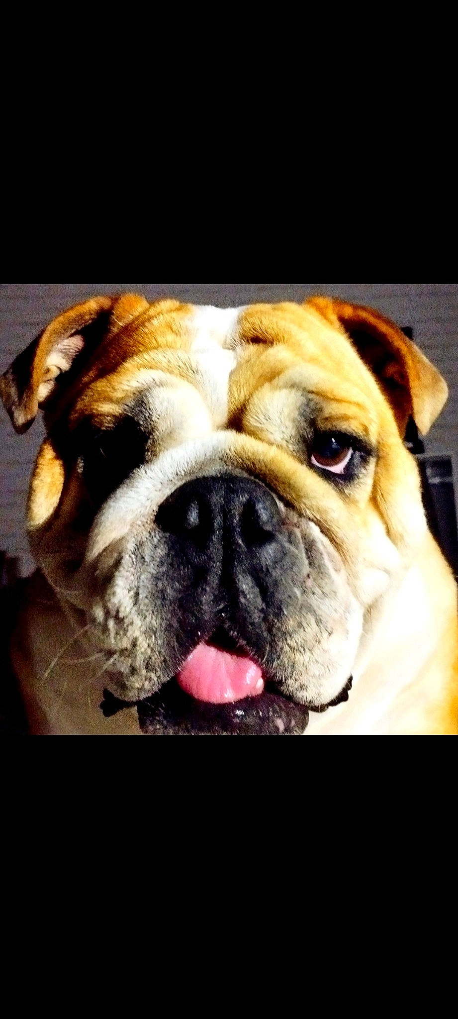 Orelana a rejoint le concours — aidez-le/la à gagner de superbes lots ! ancient_dog_breeds, bored, bulldog, canidae, carnivore, close_up, companion_dog, dog, dog_breed, fawn, fur, non_sporting_group, old_english_bulldog, puppy, snout, sporting_group, symmetry, whiskers, working_dog, wrinkle