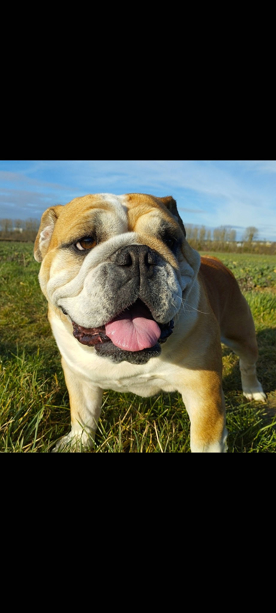 Orelana a rejoint le concours — aidez-le/la à gagner de superbes lots ! bulldog, canidae, carnivore, cloud, companion_dog, dog, dog_breed, fawn, grass, grassland, landscape, molosser, plant, sky, snout, sporting_group, tree, whiskers, working_dog, wrinkle